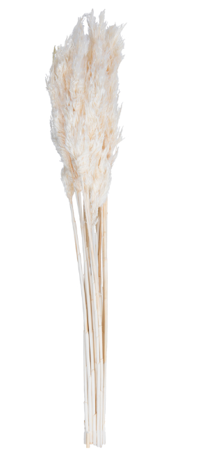 Vickerman 36" Bleached Plume Reed Bundle