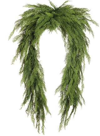 a green leafy plant from a white background