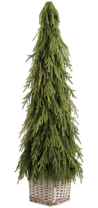 a tall green tree with long needles